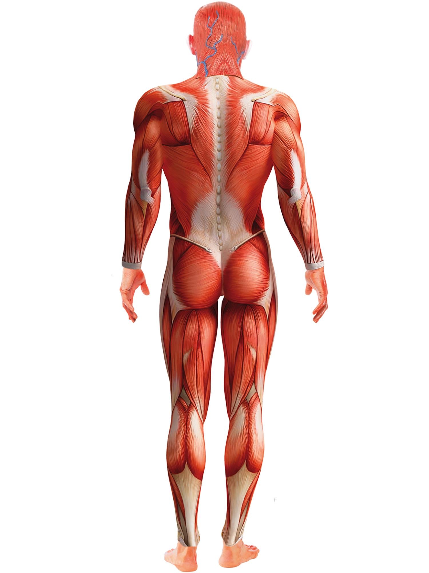 smiffys-fever-anatomy-man-kost-m-herren-m-rot-ganzk-rper image 2