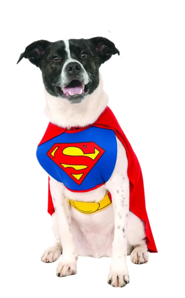 rubie-s-deluxe-superman-haustierkost-m-hund-gr-l-blau image 1